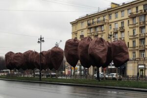 Липы на Московском проспекте уже вторую зиму кутают в чехлы — зачем? И полезно ли это? Мнения Смольного и активистки