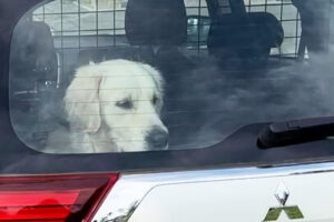 Помните пса, запертого в машине? Петербуржцы организовались для помощи собаке, а хозяйка обвиняет их в травле