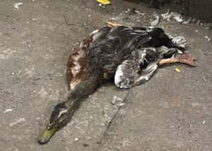 Уток, проживавших в «Зазеркалье», нашли мертвыми. Скорее всего, их убили люди