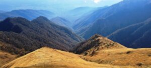 Медведя убили браконьеры в заповеднике Лагодехи