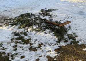 Ветки деревьев падают в Тбилиси под тяжестью снега