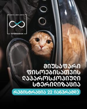 Льготную стерилизацию бездомных кошек проведут в Аграрном университете