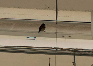 Птиц заметили в батумском Carrefour. А на товарах — птичий помет