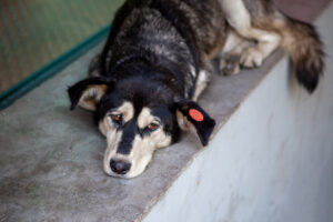 Как забрать собаку с улицы. Инструкция от тбилисского волонтерского проекта «Микроклопики»